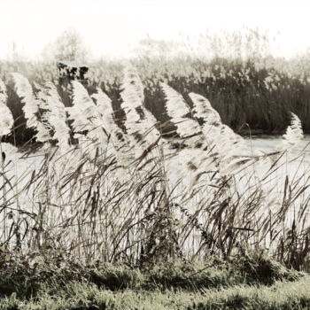 Fotografía titulada "Eau courante et ros…" por Bernard Liotier, Obra de arte original