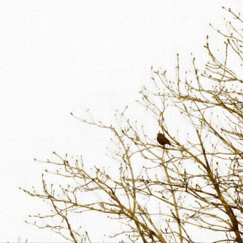 Photographie intitulée "The blackbird Febru…" par Bernard Liotier, Œuvre d'art originale