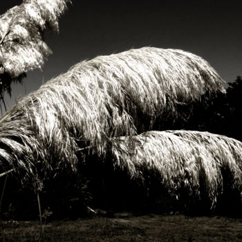 Photographie intitulée "Pampas grass S00724…" par Bernard Liotier, Œuvre d'art originale