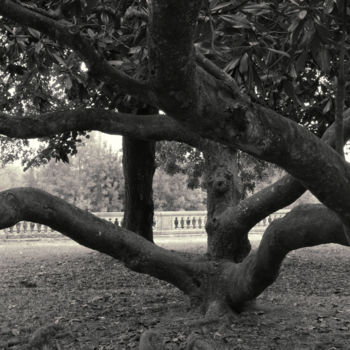 Fotografie mit dem Titel "Magnolia, Park Chav…" von Bernard Liotier, Original-Kunstwerk