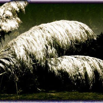 Fotografia intitolato "Pampas grass S00724…" da Bernard Liotier, Opera d'arte originale