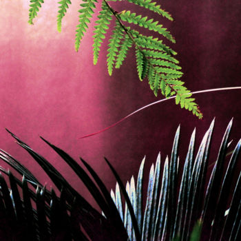 Photographie intitulée "Cycas & Dicksonia l…" par Bernard Liotier, Œuvre d'art originale