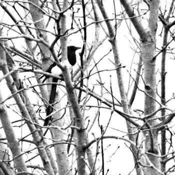 Photography titled "PhotoGraphic Magpie…" by Bernard Liotier, Original Artwork