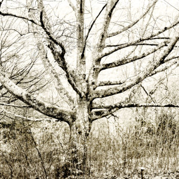 Photographie intitulée "Quercus rubra N0472…" par Bernard Liotier, Œuvre d'art originale