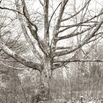 Fotografia intitolato "Quercus rubra N0472…" da Bernard Liotier, Opera d'arte originale