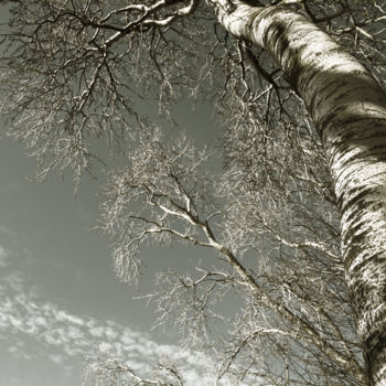 Photographie intitulée "Tree sky & clouds N…" par Bernard Liotier, Œuvre d'art originale