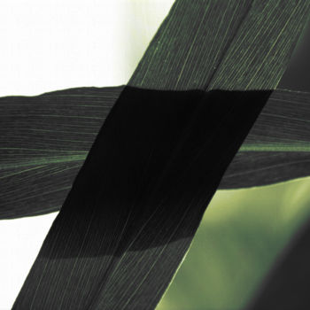 Photographie intitulée "Zingiber leaves N17…" par Bernard Liotier, Œuvre d'art originale