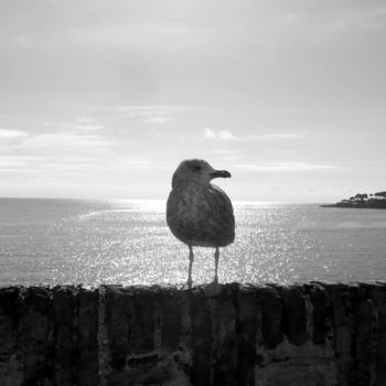 Fotografia intitolato "Il parle aux oiseau…" da Bernard Vergier, Opera d'arte originale