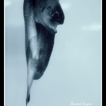 Photographie intitulée "truite de schubert.…" par Bernard Vergier, Œuvre d'art originale