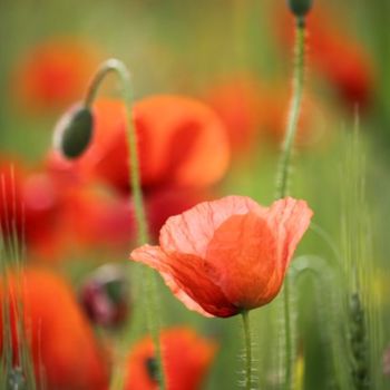 Installation intitulée "Coquelicots" par Alain Bernegger, Œuvre d'art originale