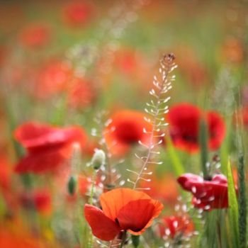 Fotografía titulada "Coquelicots" por Alain Bernegger, Obra de arte original