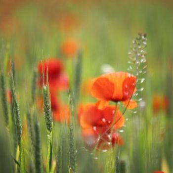 Photography titled "Coquelicots" by Alain Bernegger, Original Artwork