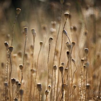 Fotografía titulada "Végétaux et lumière" por Alain Bernegger, Obra de arte original