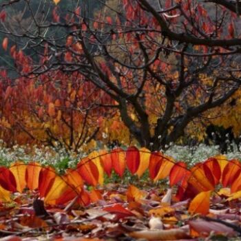 Installation titled "Arcs de feuilles de…" by Alain Bernegger, Original Artwork