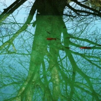 Photographie intitulée "l'arbre à poissons" par Alain Bernegger, Œuvre d'art originale