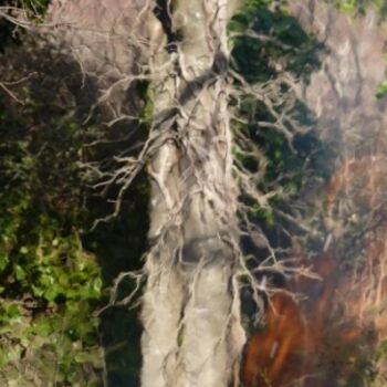 Photography titled "Arbre tremblé" by Alain Bernegger, Original Artwork