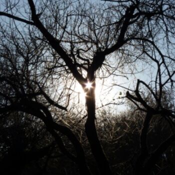 摄影 标题为“L'arbre lumière” 由Alain Bernegger, 原创艺术品