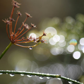 Photography titled "Fenouils et gouttes…" by Alain Bernegger, Original Artwork