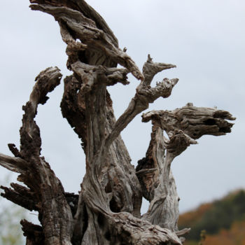 Installation intitulée "Bois dragons" par Alain Bernegger, Œuvre d'art originale