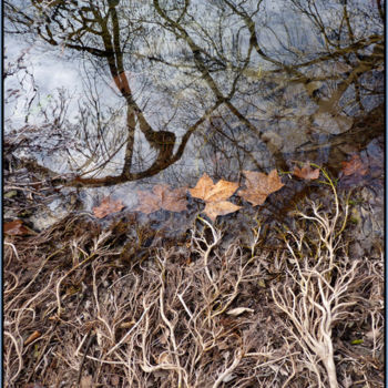 Installation titled "Racines et reflet" by Alain Bernegger, Original Artwork