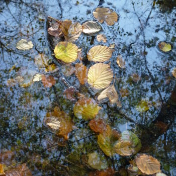 「Feuilles et reflet」というタイトルのインストール Alain Berneggerによって, オリジナルのアートワーク