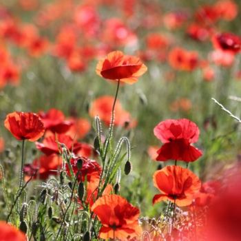 Installation titled "Coquelicots" by Alain Bernegger, Original Artwork