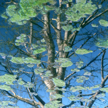 Instalación titulada "Reflet d'arbre" por Alain Bernegger, Obra de arte original