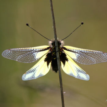 Photography titled "Papillon" by Alain Bernegger, Original Artwork