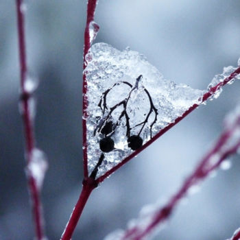 제목이 "Végétaux et neige"인 사진 Alain Bernegger로, 원작