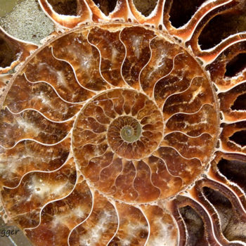 Photographie intitulée "Ammonite" par Alain Bernegger, Œuvre d'art originale