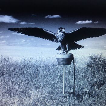 Collages titled "Falcon" by Bernie Spielmann, Original Artwork, Digital Photography
