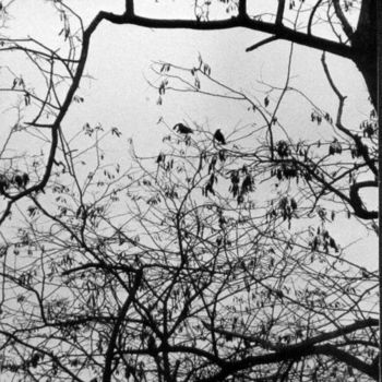 Fotografia intitolato "Through the tree" da Bertie Walting, Opera d'arte originale