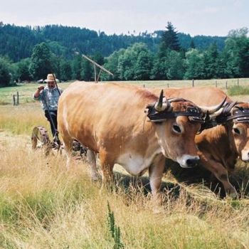 Photographie intitulée "Fenaison avec deux…" par Michel Bettendroffer, Œuvre d'art originale