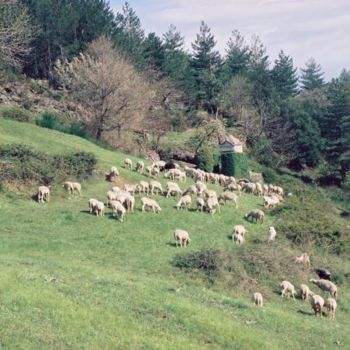 Photographie intitulée "Berger en Cévennes…" par Michel Bettendroffer, Œuvre d'art originale