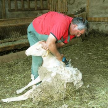 Photographie intitulée "Tonte des moutons" par Michel Bettendroffer, Œuvre d'art originale