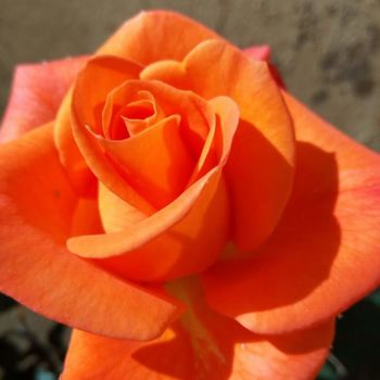 Фотография под названием "Orange soft flower" - Bibucci Kim, Подлинное произведение искусства