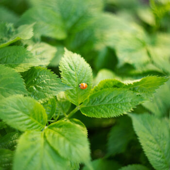 Photography titled "Ladybug on green le…" by Bidzilia, Original Artwork, Digital Photography