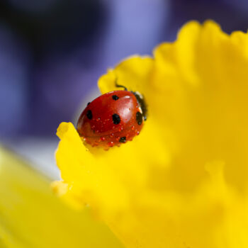 Photography titled "Ladybug on flower,m…" by Bidzilia, Original Artwork, Digital Photography