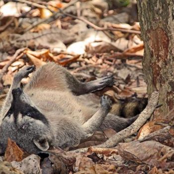 Фотография под названием "COSTA RICA - Faune…" - Bi2kir, Подлинное произведение искусства