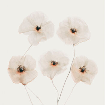 Photography titled "Beige Poppy Flowers" by Bilge Paksoylu, Original Artwork, Digital Photography