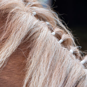 Photography titled "Horse Portrait 6" by Bilge Paksoylu, Original Artwork, Digital Photography