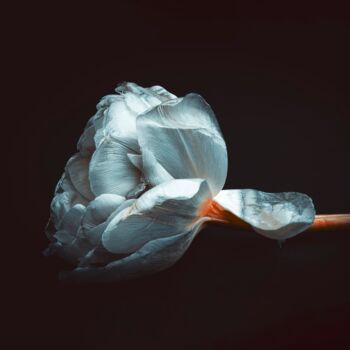 Photography titled "Romantic Delicate W…" by Bilge Paksoylu, Original Artwork, Digital Photography