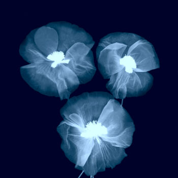 Fotografia intitolato "Blue Poppies Photog…" da Bilge Paksoylu, Opera d'arte originale, Fotografia digitale
