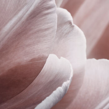 Photography titled "Pink Macro Petals" by Bilge Paksoylu, Original Artwork, Digital Photography