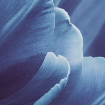 Фотография под названием "Blue Macro Petals 2" - Bilge Paksoylu, Подлинное произведение искусства, Цифровая фотография