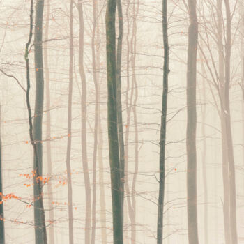"Dreamy Winter Fores…" başlıklı Fotoğraf Bilge Paksoylu tarafından, Orijinal sanat, Dijital Fotoğrafçılık