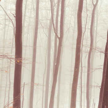 Фотография под названием "Dreamy Forest" - Bilge Paksoylu, Подлинное произведение искусства, Цифровая фотография