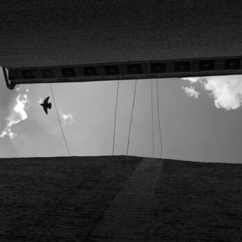"Flying crow" başlıklı Fotoğraf Andrii Bilonozhko tarafından, Orijinal sanat, Fotoşopsuz fotoğraf