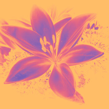Druckgrafik mit dem Titel "Pastel Lilies" von Lewis Freitag, Original-Kunstwerk, Digitaldruck Auf Keilrahmen aus Holz montie…