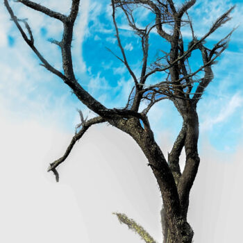 Printmaking titled "Tree" by Lewis Freitag, Original Artwork, Digital Print Mounted on Wood Stretcher frame